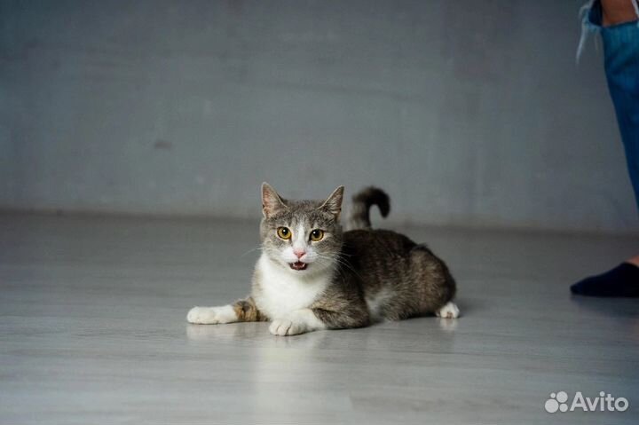 Кошка 10 мес