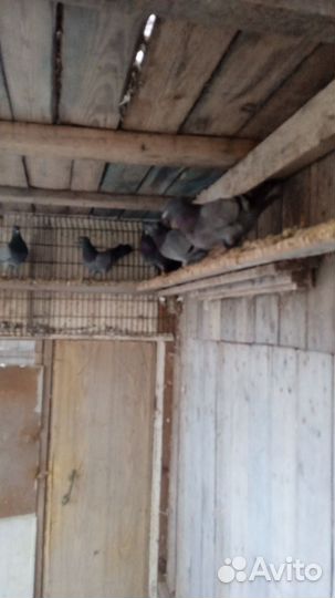 Голуби высоколетные сербские, бабочки николаевские