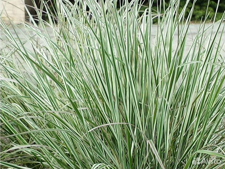 Вейник овердам