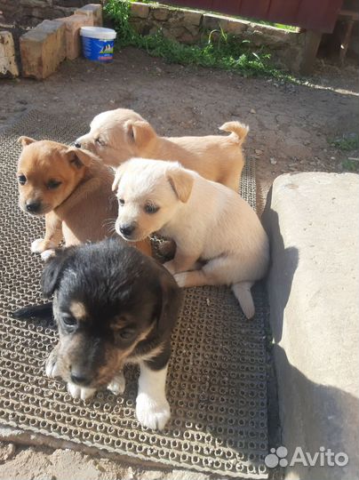 Отдам щенка в добрые руки