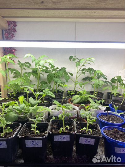 Томаты рассада