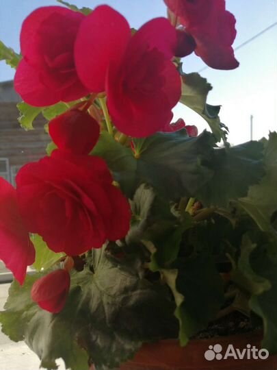 Бегония вечноцветущая