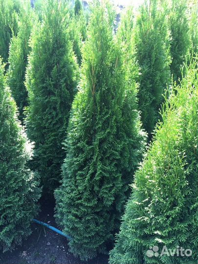 Туи из питомника.Без посредников