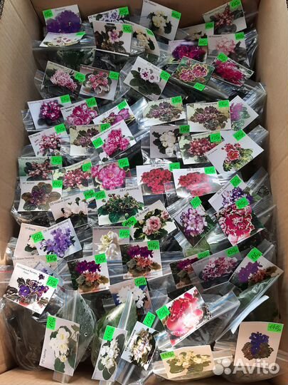 Сортовые фиалки