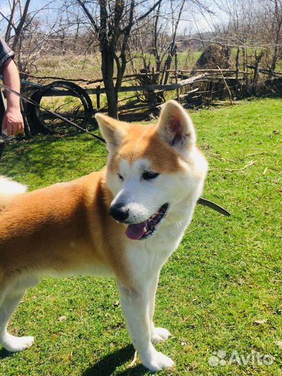 Акита ину вязка