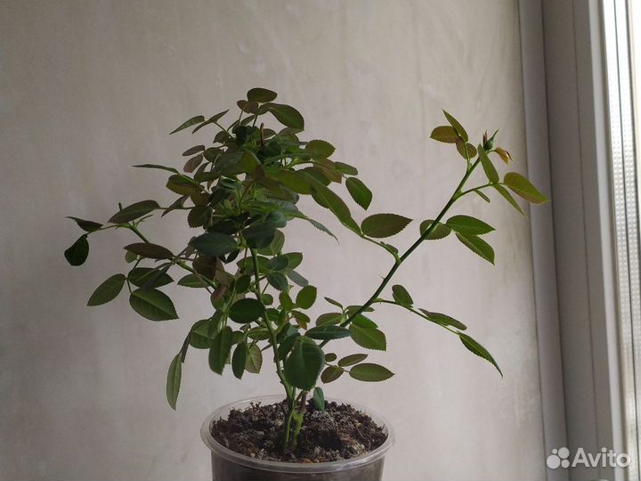 Роза домашняя