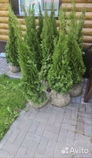 Туя колумна