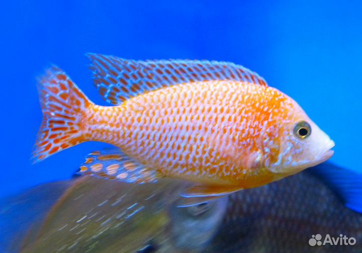 Аулонокара земляничная XL