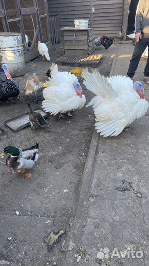 Индюки Утка подсадная Гуси