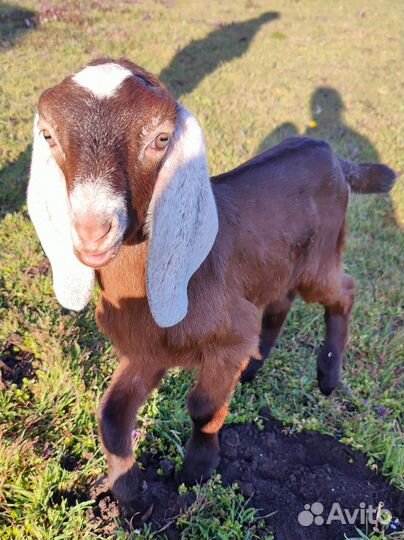 Козлята камори- нубийские