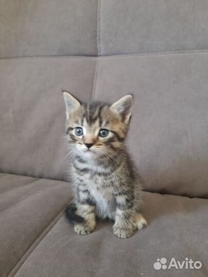 Отдам котят