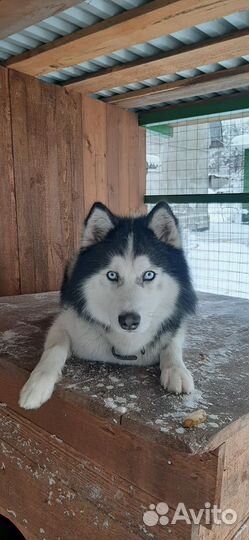 Сибирский хаски вязка