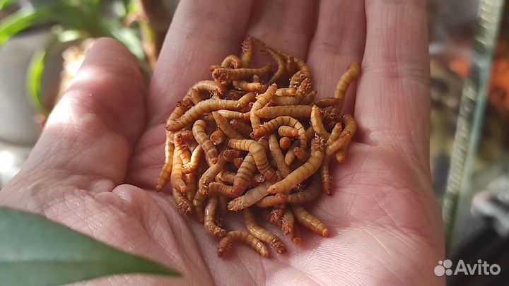Мучной червь, замороженный корм для животных
