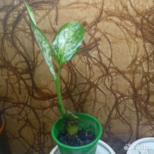 Излишки комнатных растений