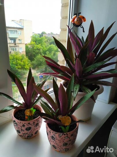 Комнатные растения цветы