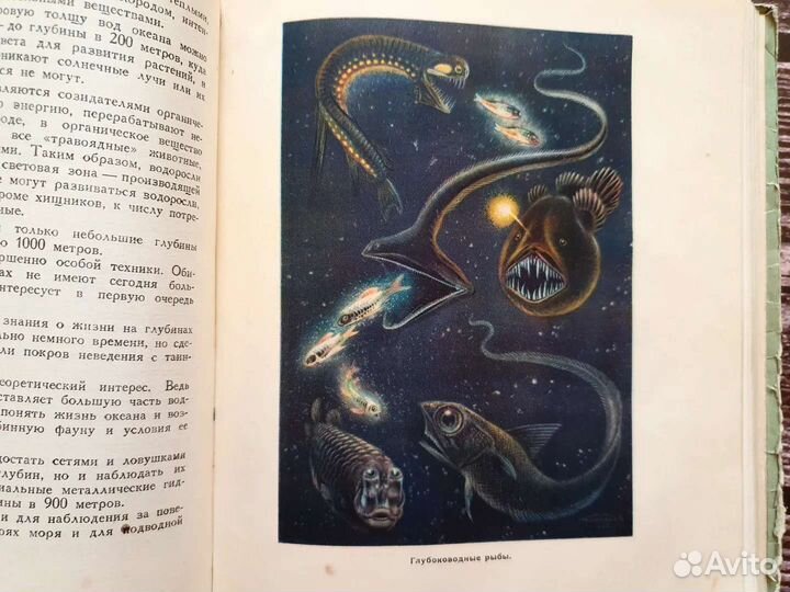 Богоров. Жизнь моря 1950 г