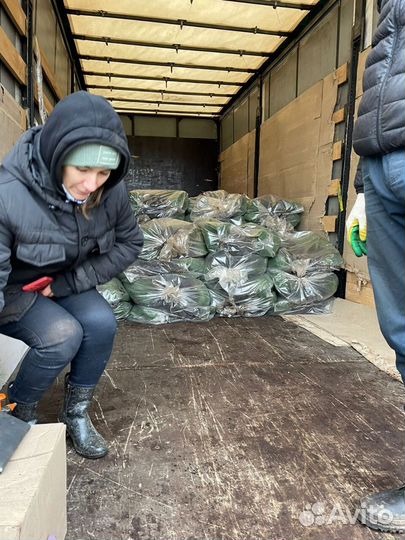 Саженцы ели зкс от производителя