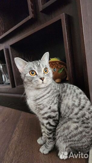 Британская кошка в дар