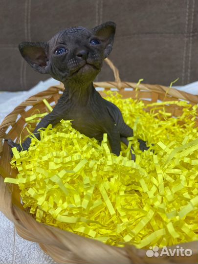 Канадский Сфинкс котенок