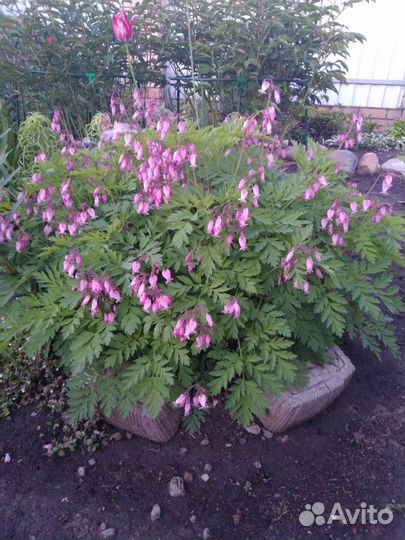 Многолетние цветы