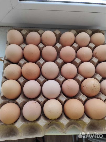 Яйцо куриное деревенское Эко продукция