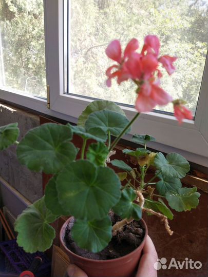 Герань пеларгония