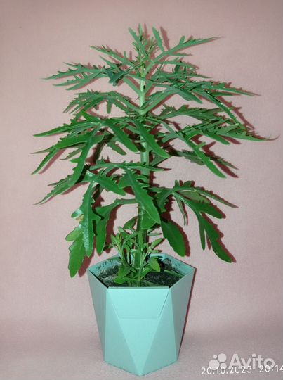 Каланхоэ дольчатое