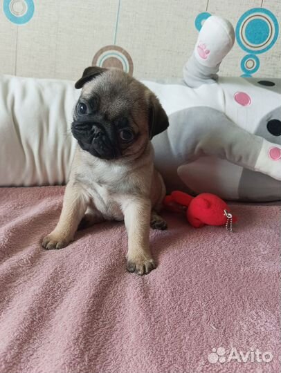 Щенки мопса