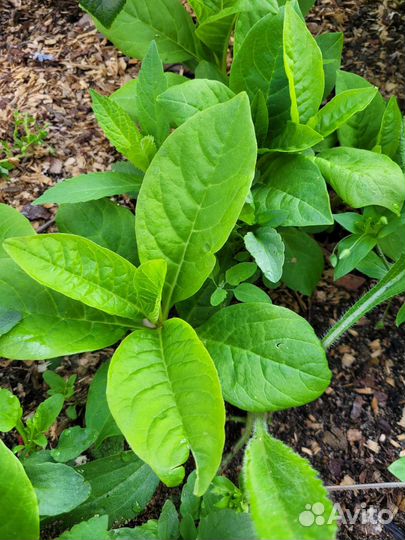 Лаконос Ягодный (Фитолокка)