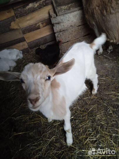 Козочка и два козлика, зааненские, безрогие