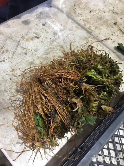 Рассада клубники опт/розница