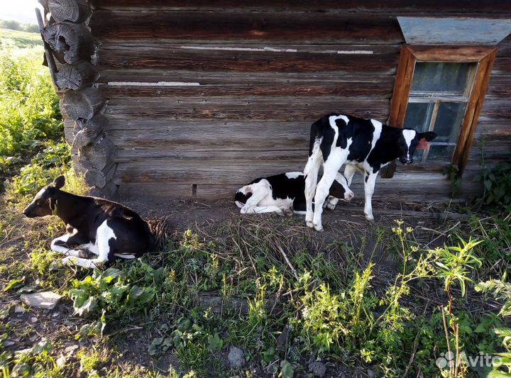 Забой скота