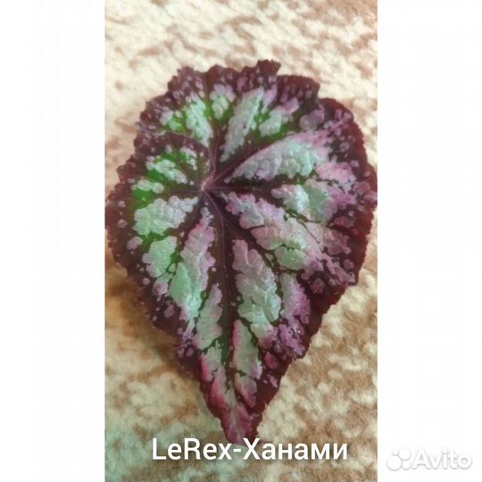 Бегонии LeRex