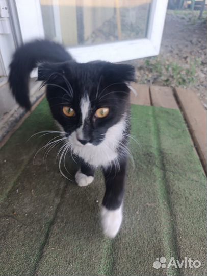 Маленькие сладенькие