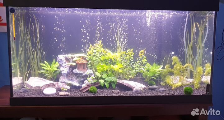 Аквариум 175 литров + оборудование