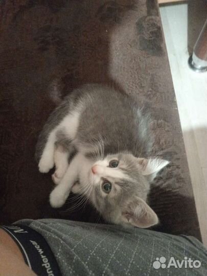 Котик в добрые руки