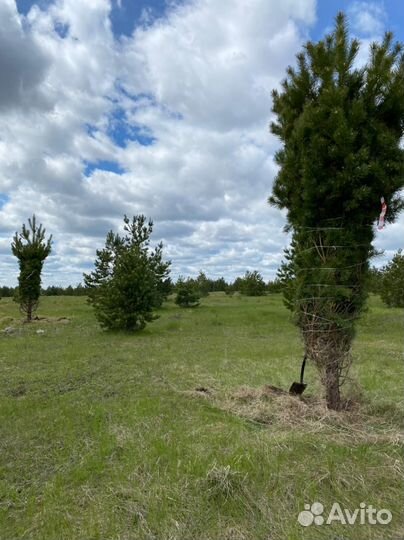 Туя Колумна