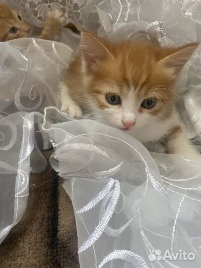 Котята