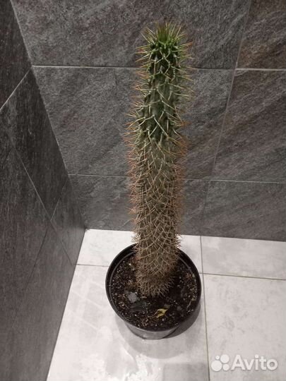 Похиподиум. Крупные растения для дома и офиса