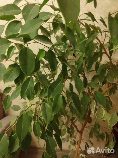 Продам фикус длина 1,7м