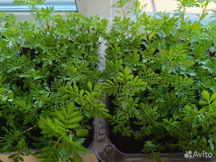 Рассада бархатцы