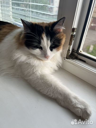 Кошечка