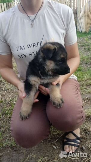 Немецкая овчарка