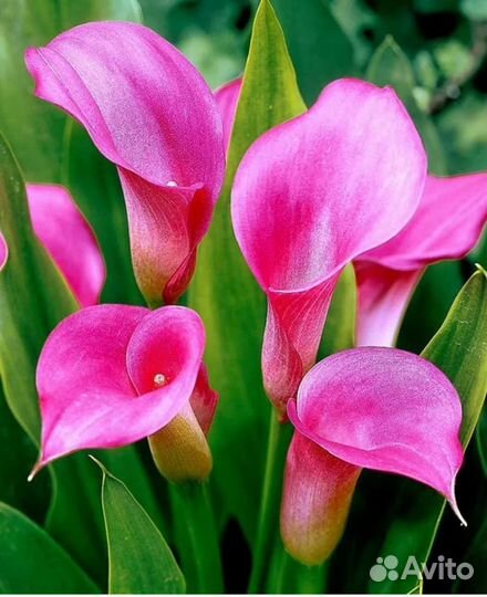 Сортовые каллы, клубни, 9 сортов