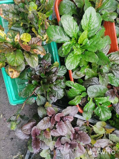 Почвопокровные растения живучка