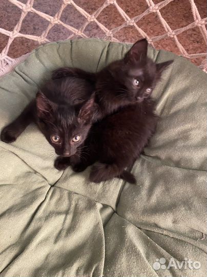 Котята мальчики 2 месяца деревенские
