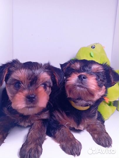 Йоркширский терьер щенки
