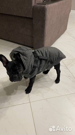 Куртка для собак мелких пород