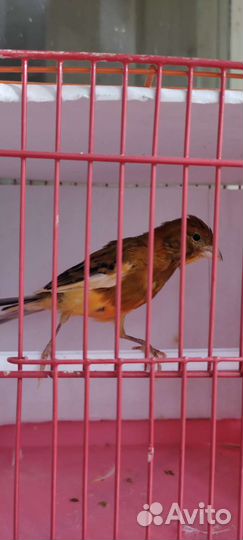 Продается Кенар поющий