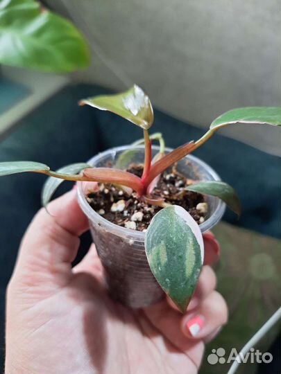 Филодендроны,сциндапсус, спатифиллум